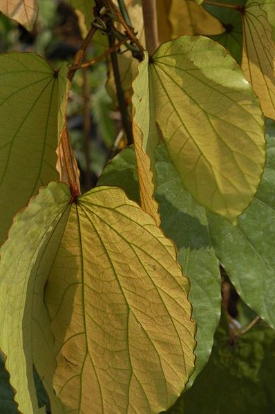 File:Bauhinia aureifolia2.jpg