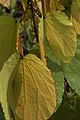 Bauhinia aureifolia