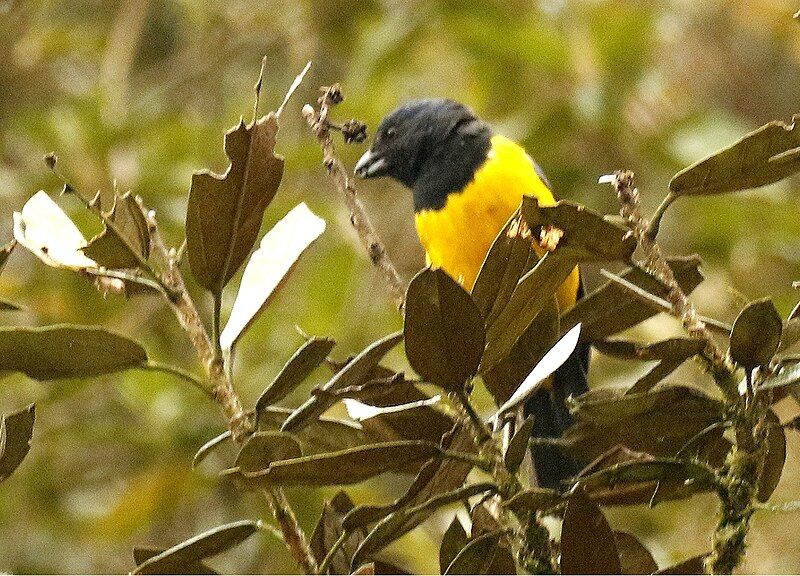 File:Black-chested Mountain-Tanager.jpg