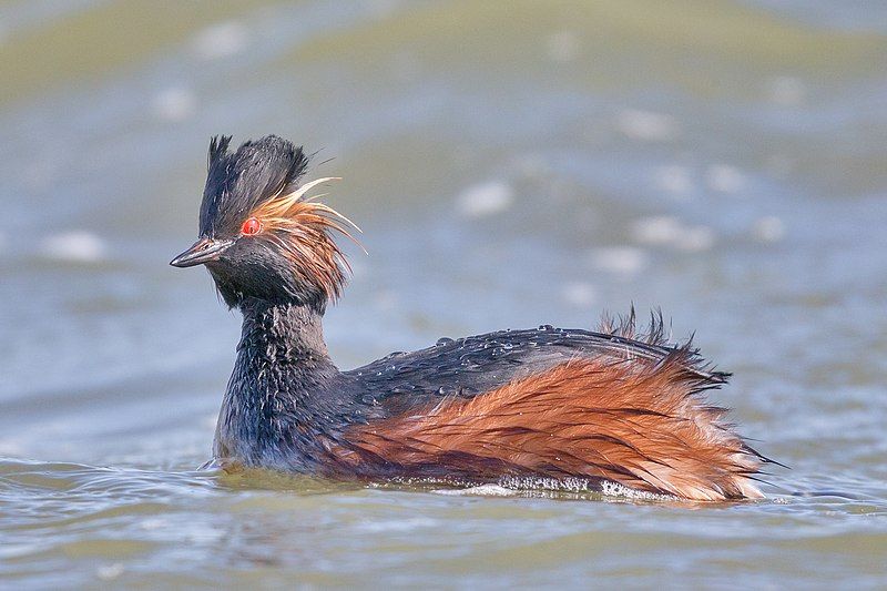 File:Black-necked Grebe Schwarzhalstaucher.jpg