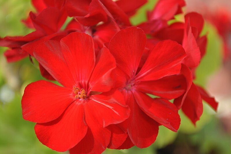 File:Bright red clusters.jpg