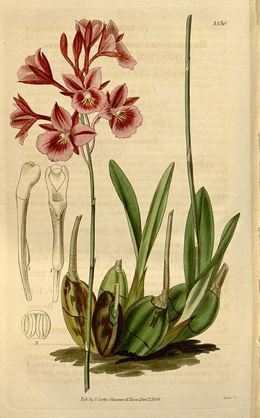 File:Broughtonia sanguinea (1836).jpg