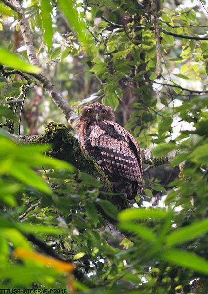 File:Brown Fish Owl.jpg