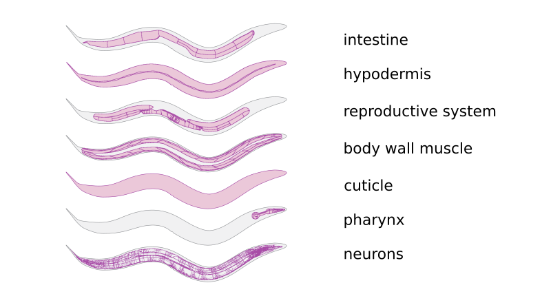 File:C elegans tissues.svg