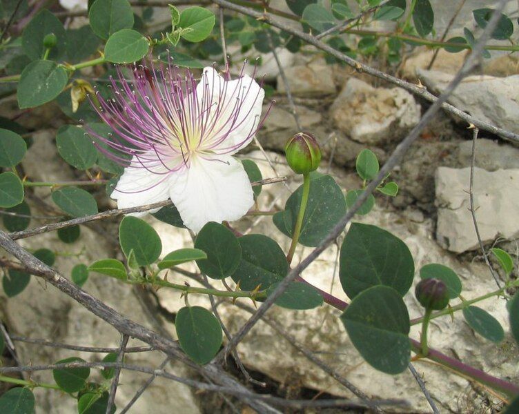 File:Capparis zoharyi 4.jpg