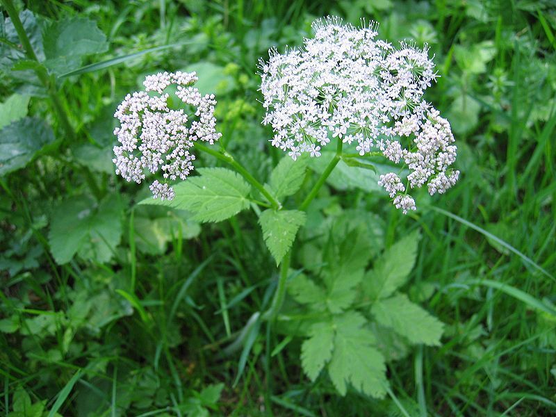 File:Chaerophyllum hirsutum01.jpg