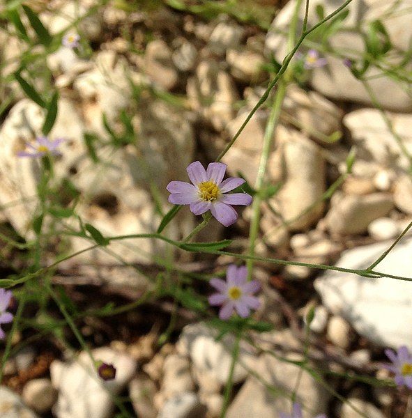 File:Chaetopappa bellidifolia.jpg