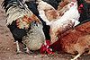 Chickens feeding on grain.