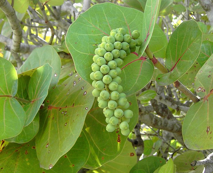 File:Coccoloba uvifera.jpg