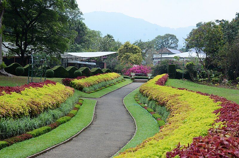 File:Coleus Border.jpg