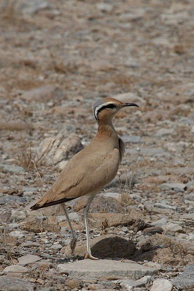 File:Cream-coloured Courser.jpg