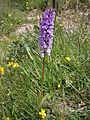 Dactylorhiza maculata