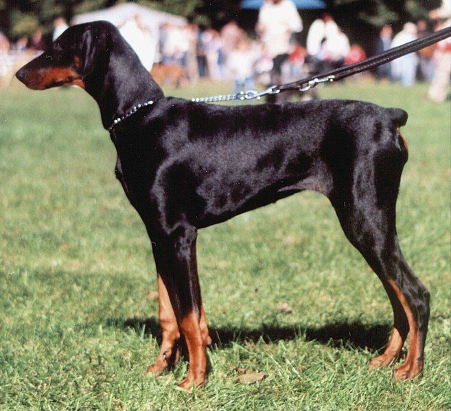 File:Doberman długouchy light.jpg