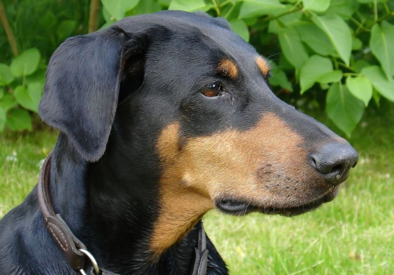 File:Dobermannhuendin.jpg