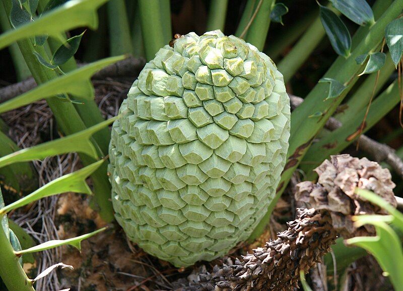 File:Encephalartos arenarius.jpg