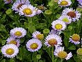 Erigeron glaucus