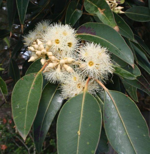 File:Eucalyptus placita.jpg