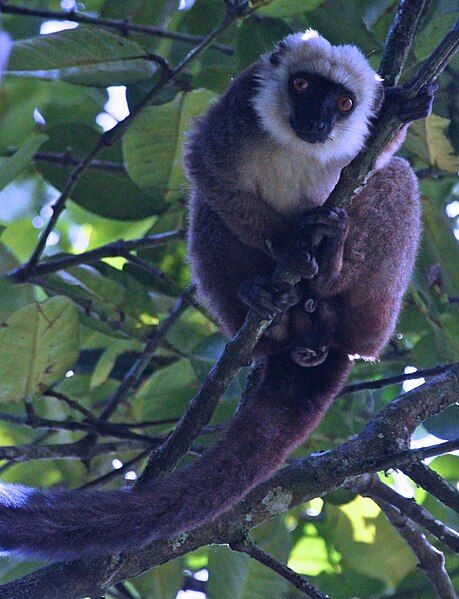 File:Eulemur albifrons 001.jpg