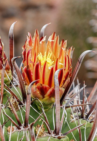 File:Ferocactus herrerae 002.jpg