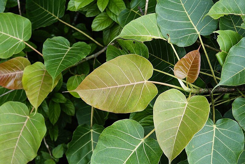 File:Ficus arnottiana 1906.jpg