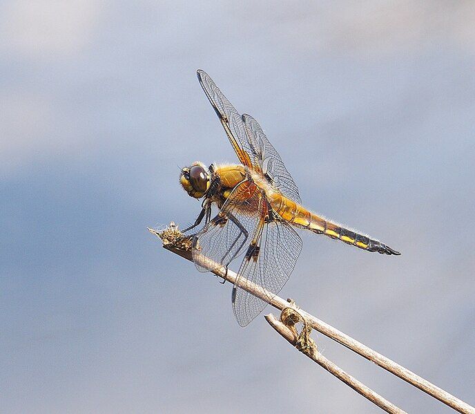 File:Four-spotted chaser.jpg