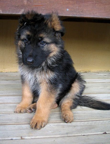 File:GSD Puppy.jpg