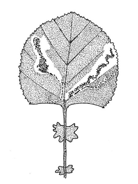 File:GStigmella-geimontani-mine.jpg