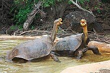 Two tortoises with their necks extended