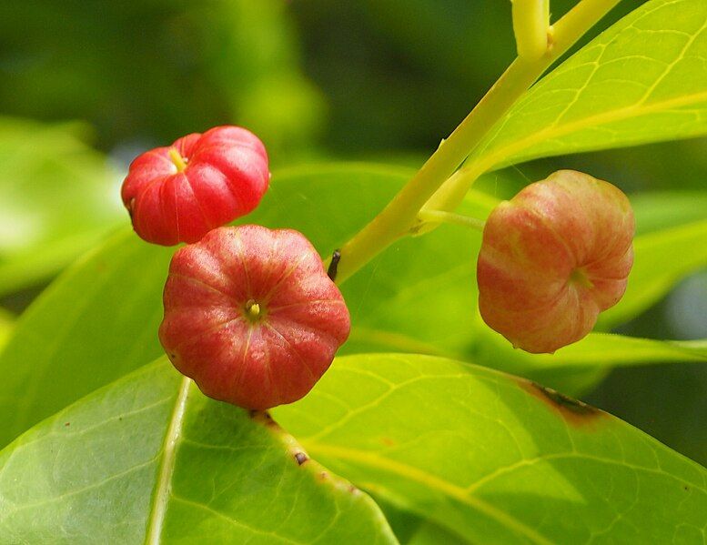 File:Glochidion ferdinandi fruits.jpg