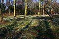 Snowdrops at Hodsock Priory