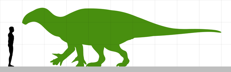 File:Iguanacolossus size.png