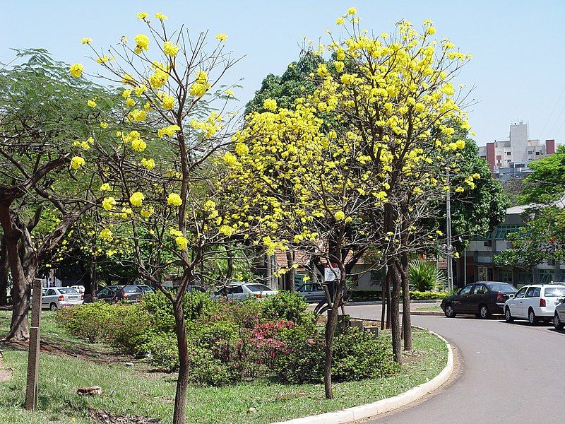 File:Ipe amarelo uem.jpg