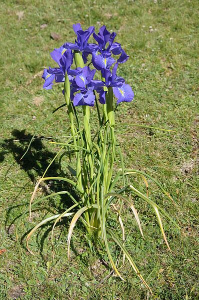 File:Iris latifolia 01.jpg