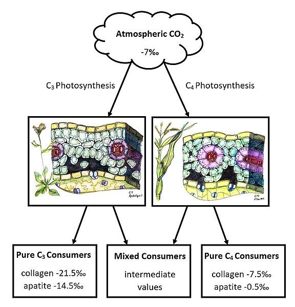 File:JMueller CarbonDiagramV2.jpg