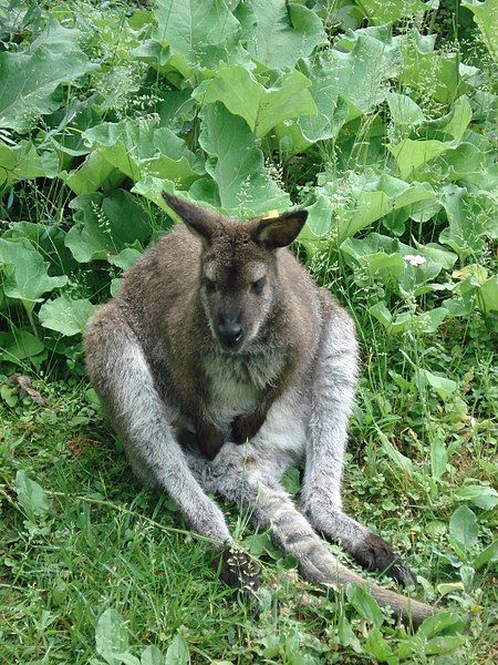 File:KangaroosCLEVEzoo.jpg