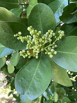 Close-up of karaka's greenish-yellow flower panicle and characteristic leathery, oval-shaped leaves