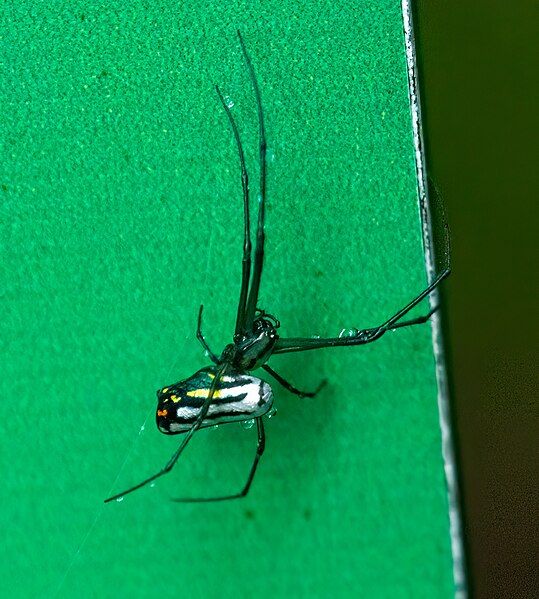 File:Leucauge argyra (70275).jpg