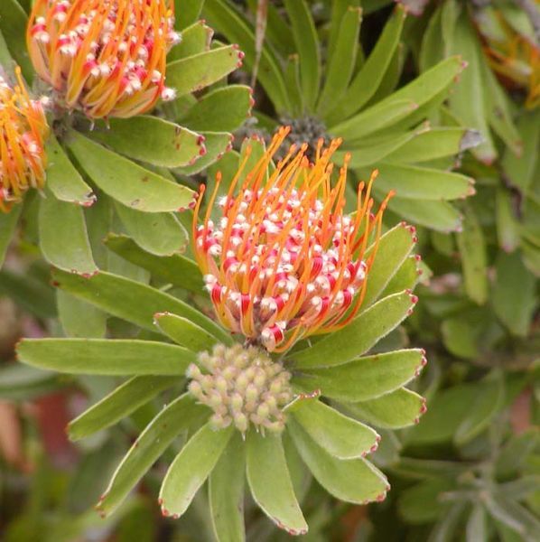 File:Leucospermum erubescens.jpg