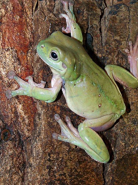 File:Litoria caerulea2.JPG