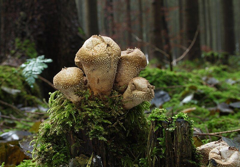 File:Lycoperdon-perlatum-flaschenstaeubling-alt.jpg