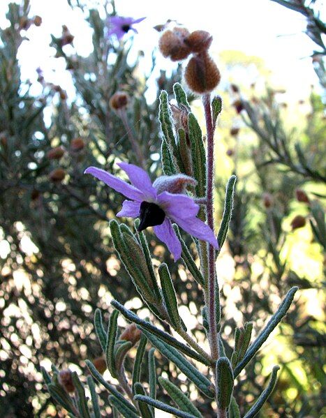 File:Lysiosepalum involucratum.jpg