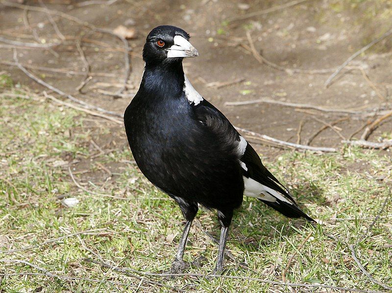 File:Magpie.jpg