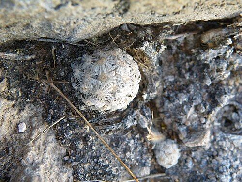 Plant growing in Coneto Pass, Durango