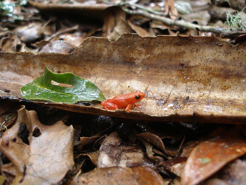 File:Mantella aurantiaca58.JPG