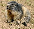 Alpine Marmot in France.