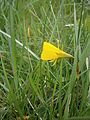 Narcissus bulbocodium close-up