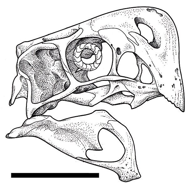 File:Nemegtomaia skull.jpg