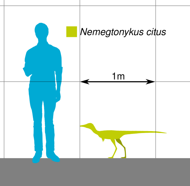 File:Nemegtonykus Scale.svg