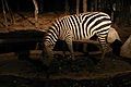 Zebra in Savanna Safari Zone