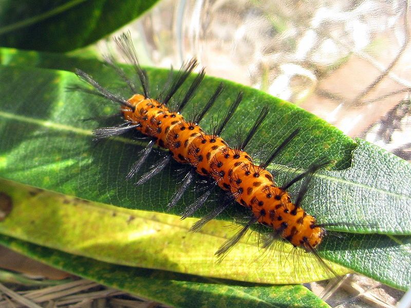 File:Oleander caterpillar.jpg